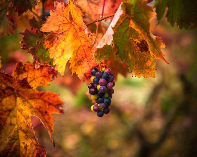 Descubriremos los cromatismos otoñales de la Rioja Alta en la excursión del 20 de Octubre