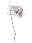 Serie: Herbarium. Equisetum telmateia II. 2004. 